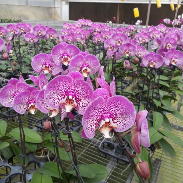 Produk La_tansa_store | Shopee Indonesia