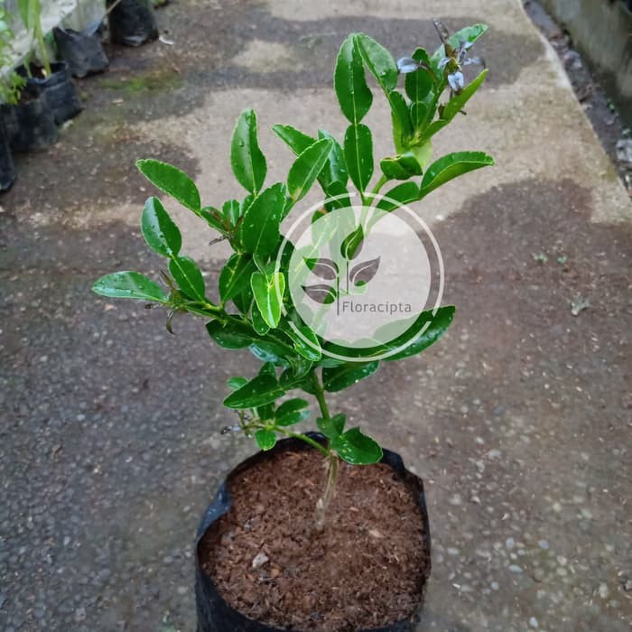 Jual Pohon Jeruk Purut | Shopee Indonesia