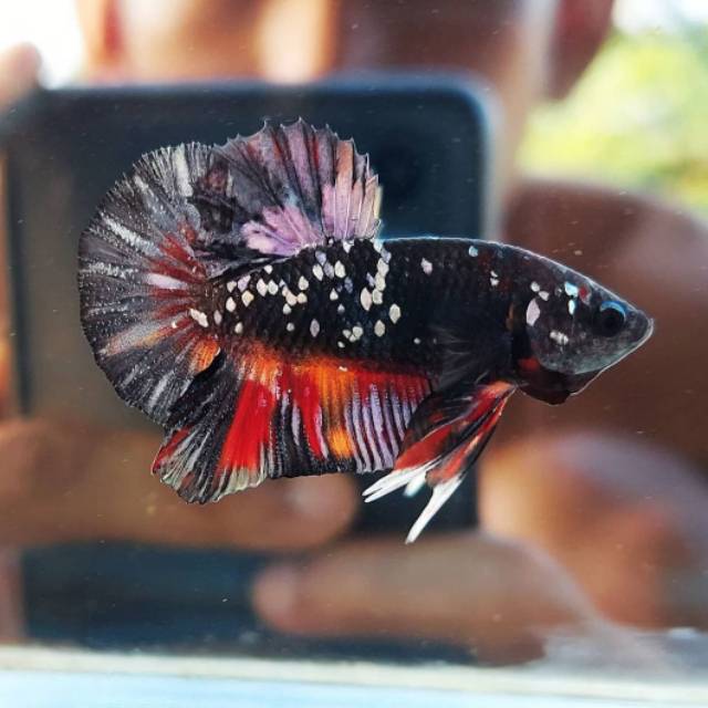 Produk Unique_Betta88 | Shopee Indonesia