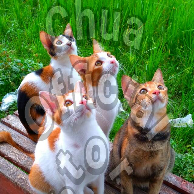 Produk Chua Official Store | Shopee Indonesia