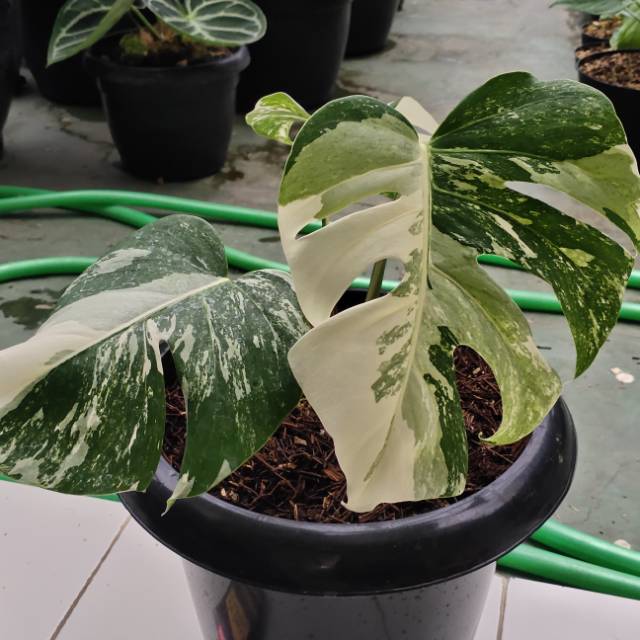 Produk Rabbit & Leaf | Shopee Indonesia