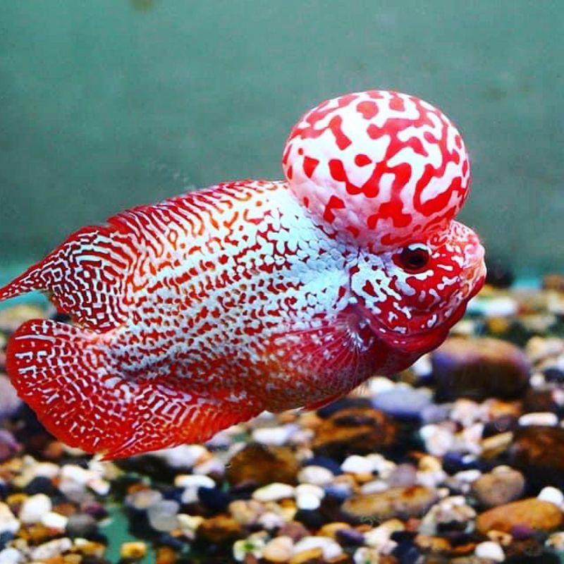 Mengenal Jenis Ikan Louhan Kamfa, Keren, Unik, dan Nge-Trend!