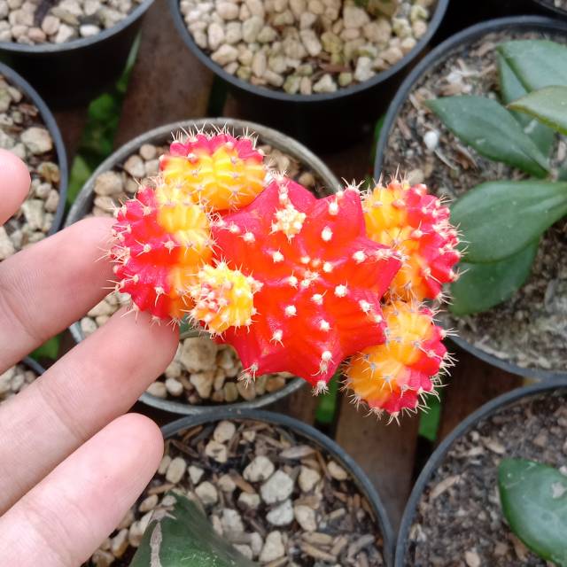 Produk Raikhan_Garden | Shopee Indonesia