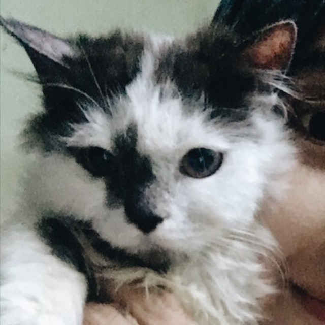 Produk Cacui Shop | Shopee Indonesia