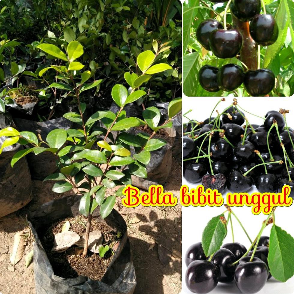 Jual Benih Tanaman Bibit Buah Cherry Vietnam Cherry Hitam Asli @_# | Shopee  Indonesia