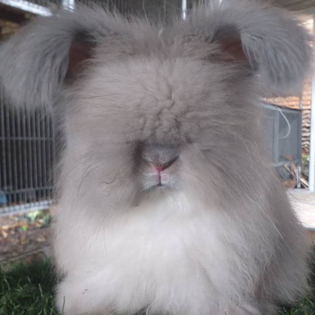 Produk Monstar Rabbit | Shopee Indonesia