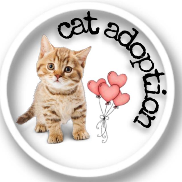 Produk Adopsi_kucing (Bermahar) | Shopee Indonesia