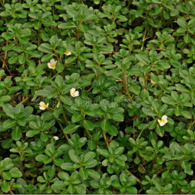 Jussiaea repens photos and images 49 off