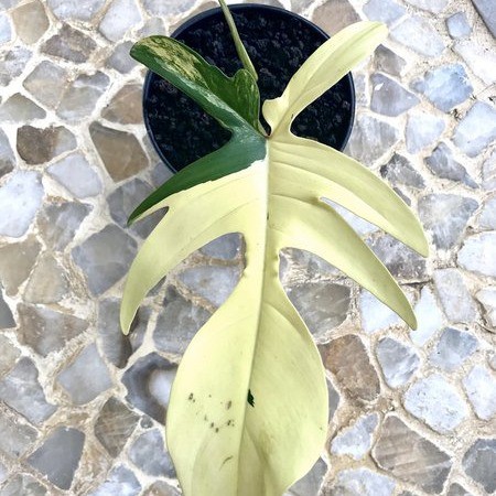 Produk Philo Plant Shop | Shopee Indonesia