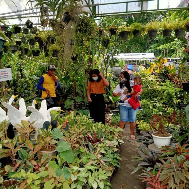 Produk Nurseryplant07 | Shopee Indonesia