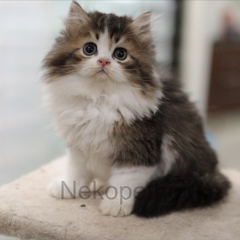 British longhair sales cat harga