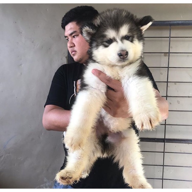 Beli anjing sale alaskan malamute