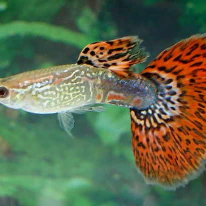 Produk dutafish_indonesia | Shopee Indonesia