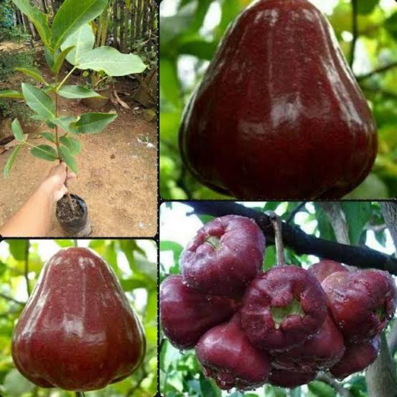 Jambu black sale