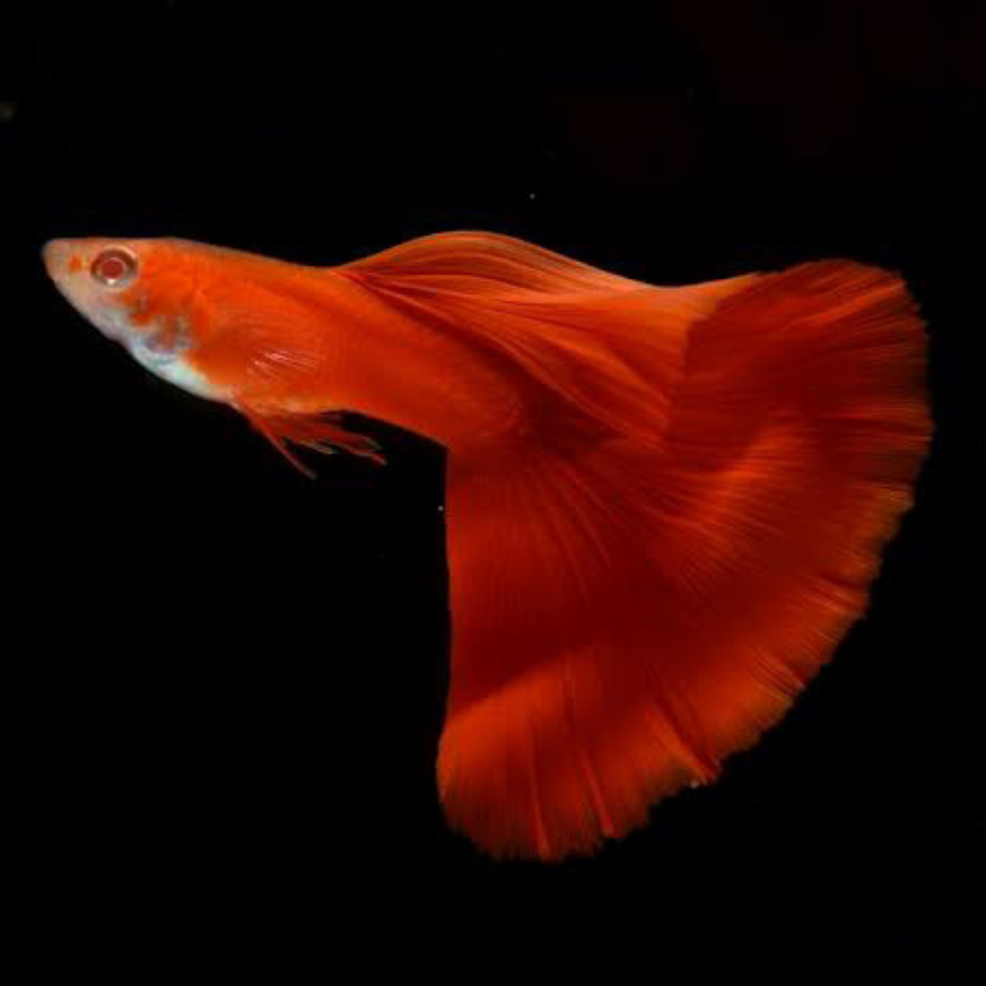 produk-kandar-fish-shopee-indonesia