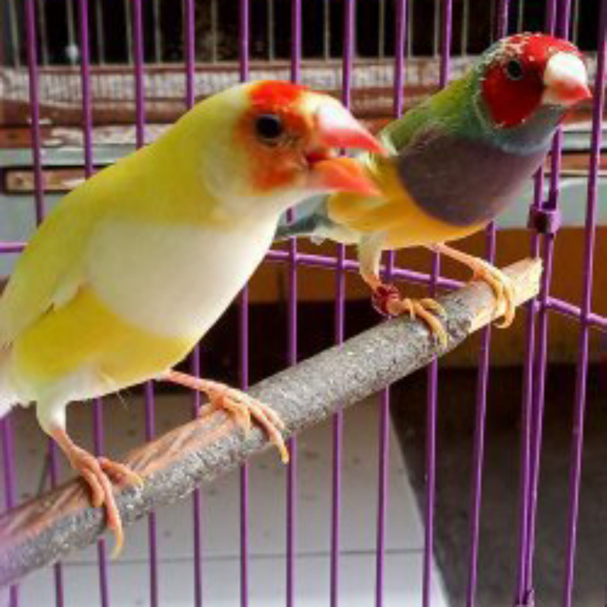 Produk irvanexotic finch & fish | Shopee Indonesia