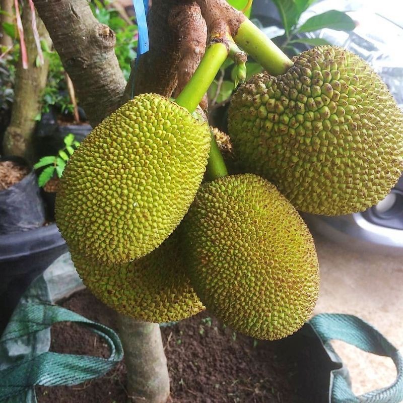 Jual nangka mini super 2 pohon | Shopee Indonesia