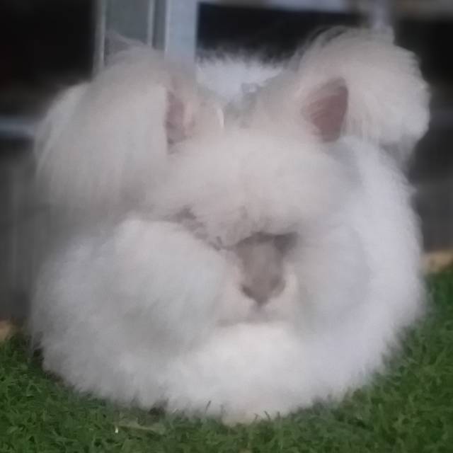 Produk Monstar Rabbit 2 | Shopee Indonesia