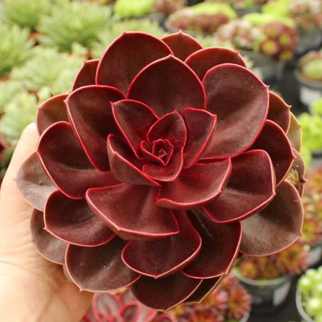 Produk sukulenmerah | Shopee Indonesia
