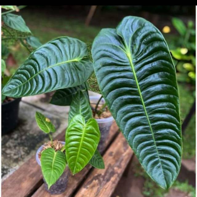 Produk raihanwahidan | Shopee Indonesia