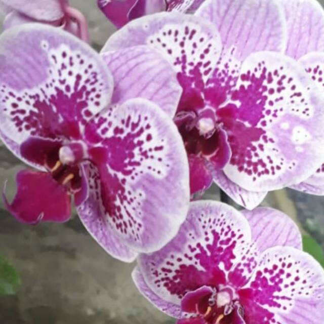 Produk Linsa_flowers | Shopee Indonesia