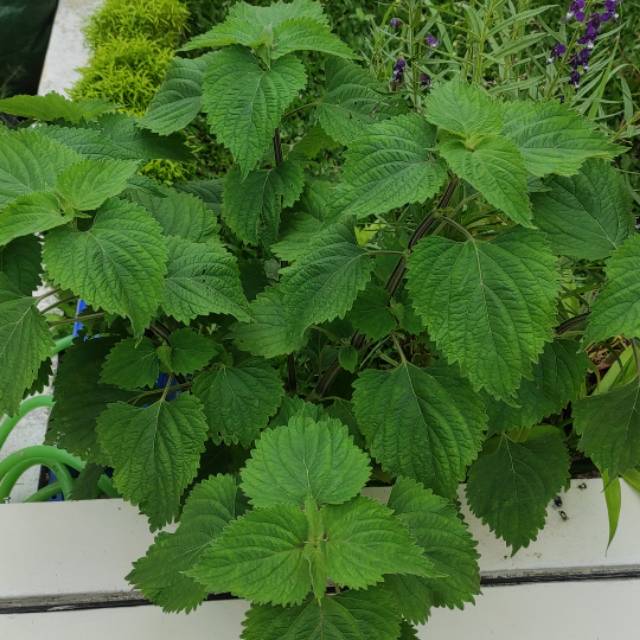 Produk Zeus88shop Shopee Indonesia