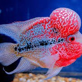 Produk AzharFish | Shopee Indonesia