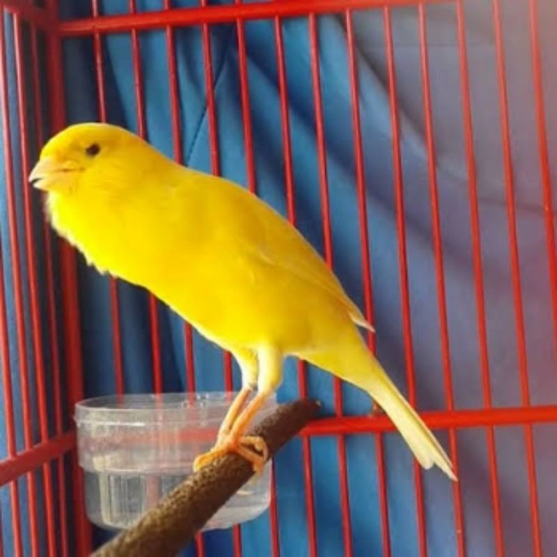 Produk rumah_kenari_bird | Shopee Indonesia