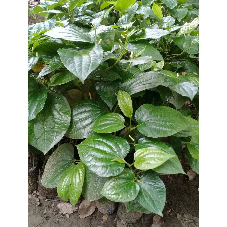 Jual bibit tanaman cabe jawa cabe obat | Shopee Indonesia