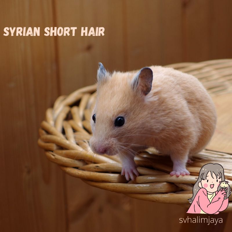 Hamster syrian hot sale short hair