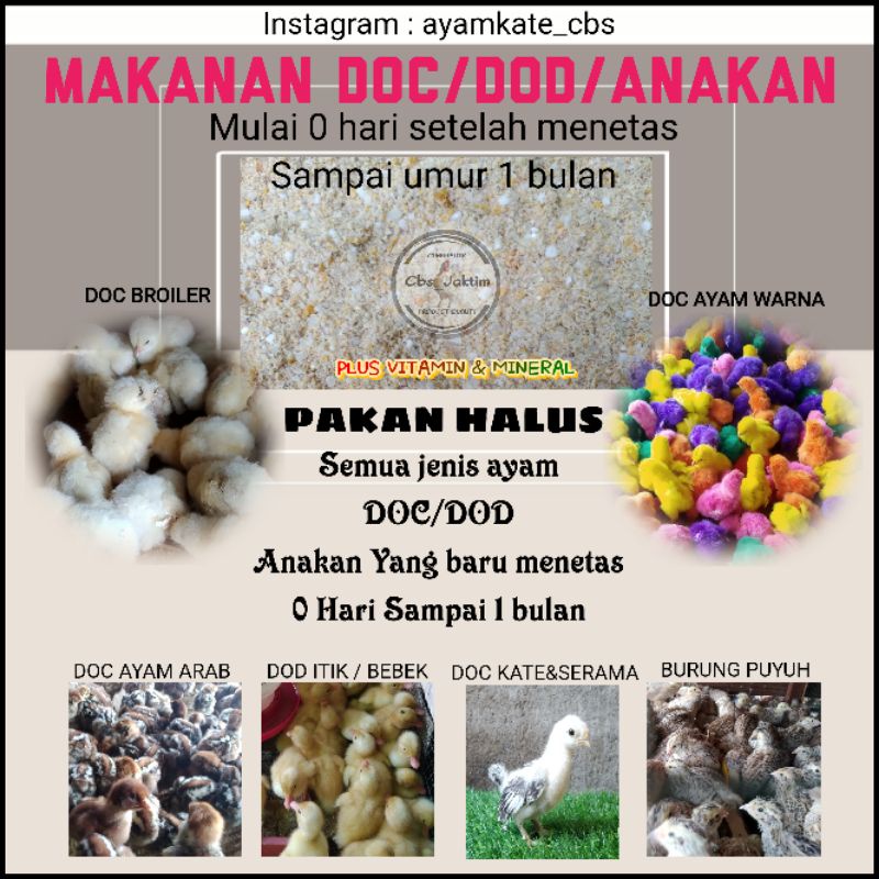 Jual pakan anakan ayam Kate ayam Serama usia 0 hari sampai 1 bulan | Shopee  Indonesia
