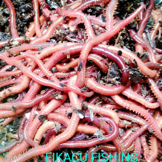 Produk agen umpan fika fishing | Shopee Indonesia