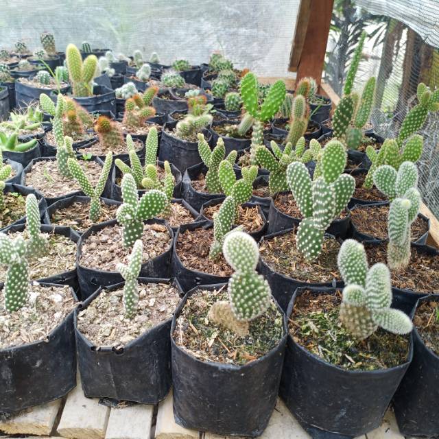 Горшок для кактусов прямоугольный. Кактус 24. Кактус 24. Ребуция с черными колючками. Дэнсинг кактус игрушка.