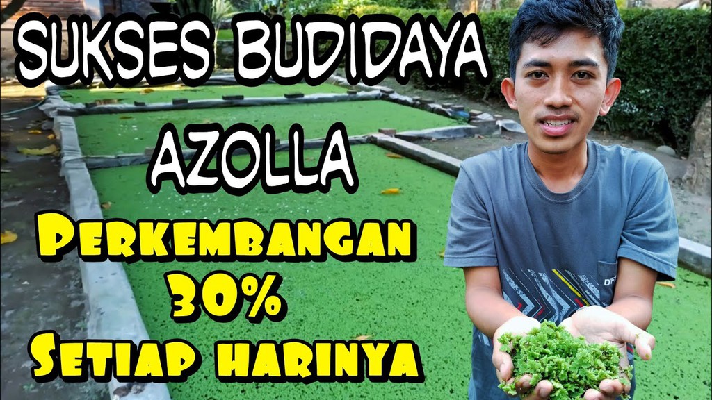 Produk Azolla Magelang | Shopee Indonesia