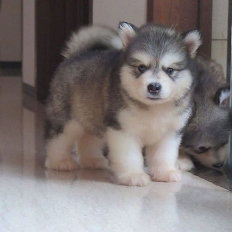 Jual puppy alaskan store malamute