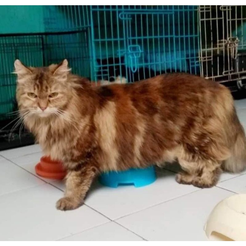 Jual hot sale siberian cat