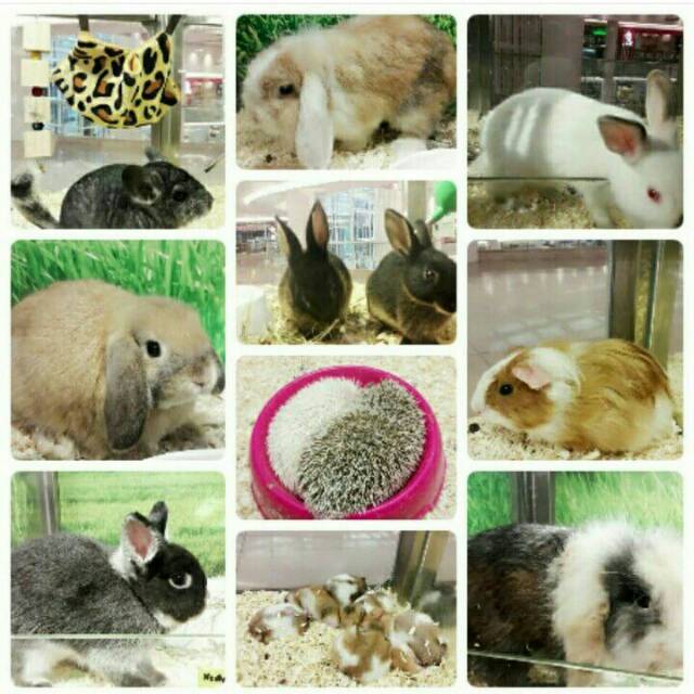 Produk happyrabbitpv | Shopee Indonesia