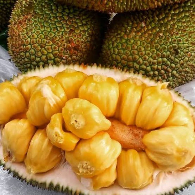 buah cempedak