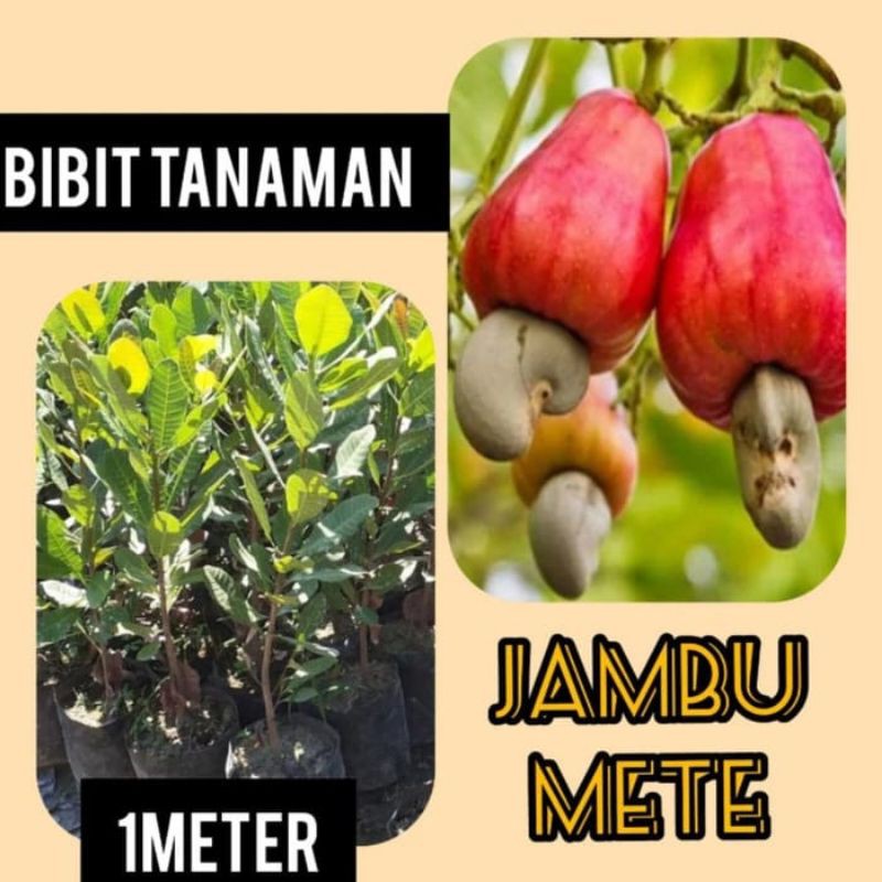 pohon jambu monyet