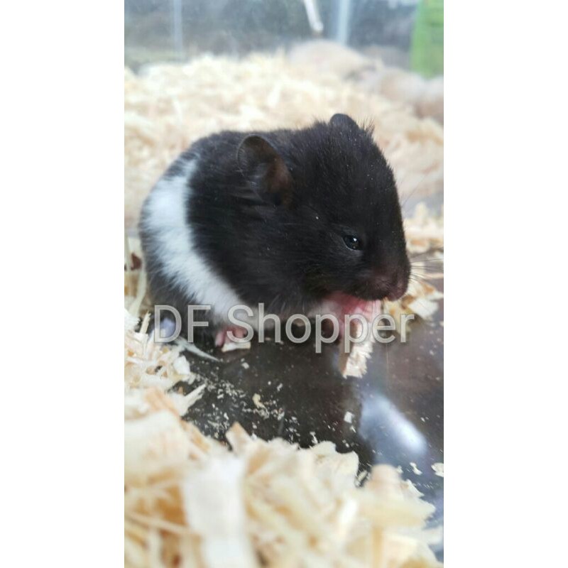 Hamster best sale syrian panda