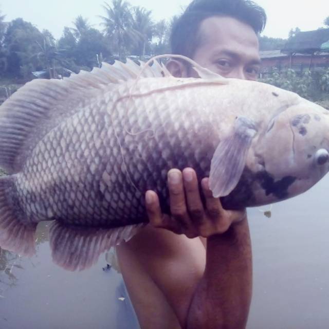 Produk Aryaa_fish | Shopee Indonesia