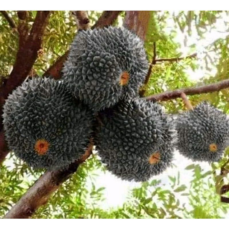 Jual Bibit Durian Hitam /Durian Black Thorn hasil okulas ...