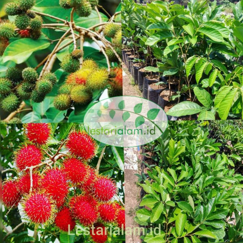 Jual bibit buah rambutan rapiah pohon rambutan rapiah | Shopee Indonesia