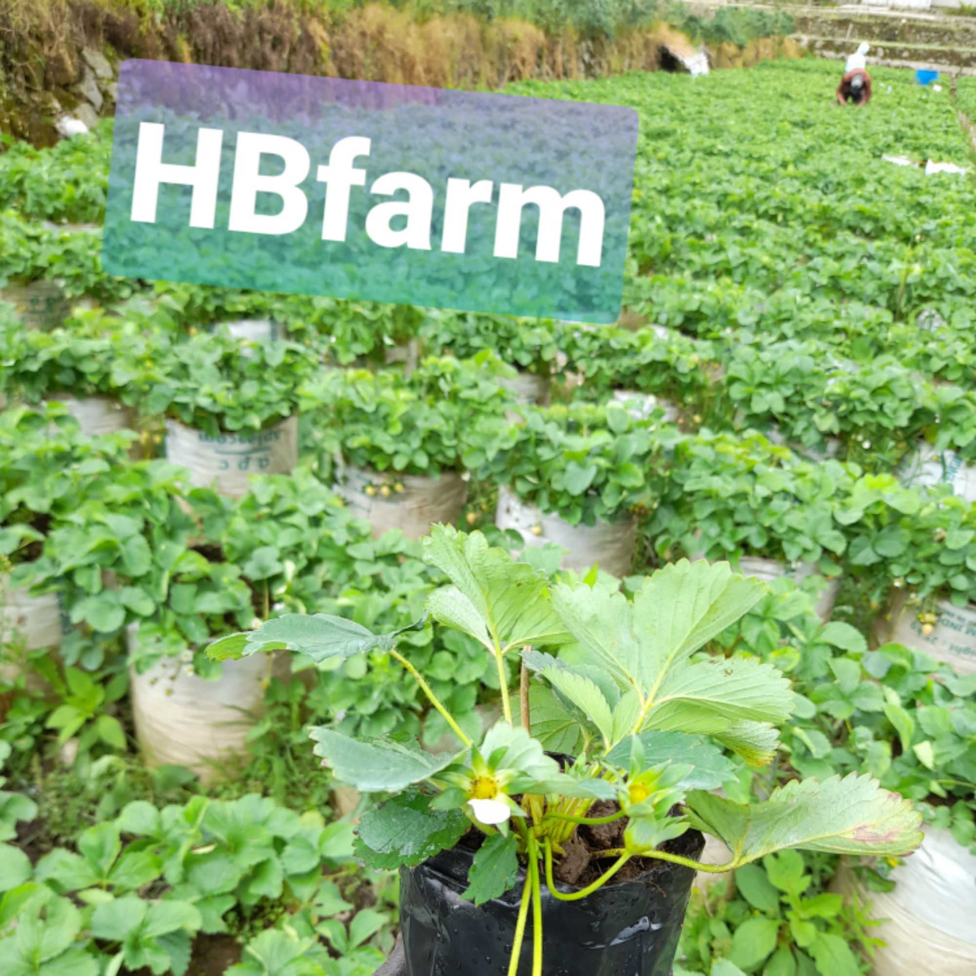 Produk HB_Farm | Shopee Indonesia