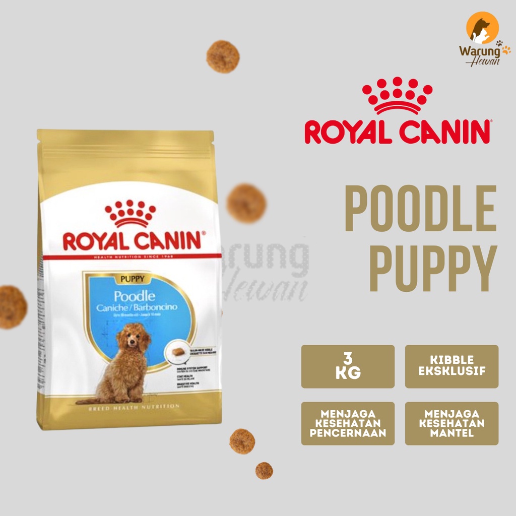 Poodle junior royal outlet canin