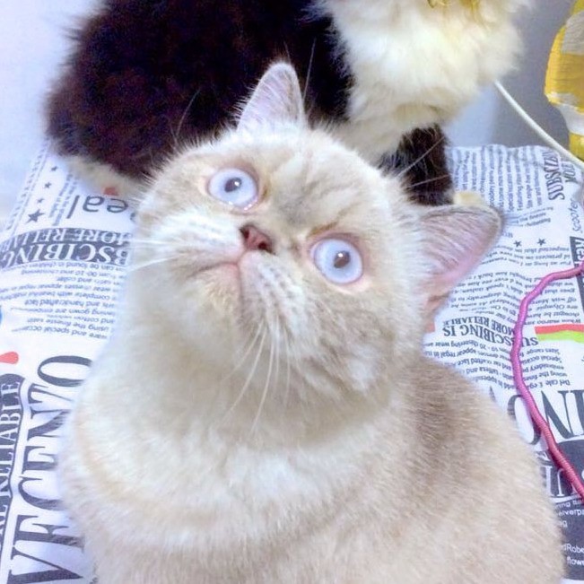 Produk Al Cattery | Shopee Indonesia