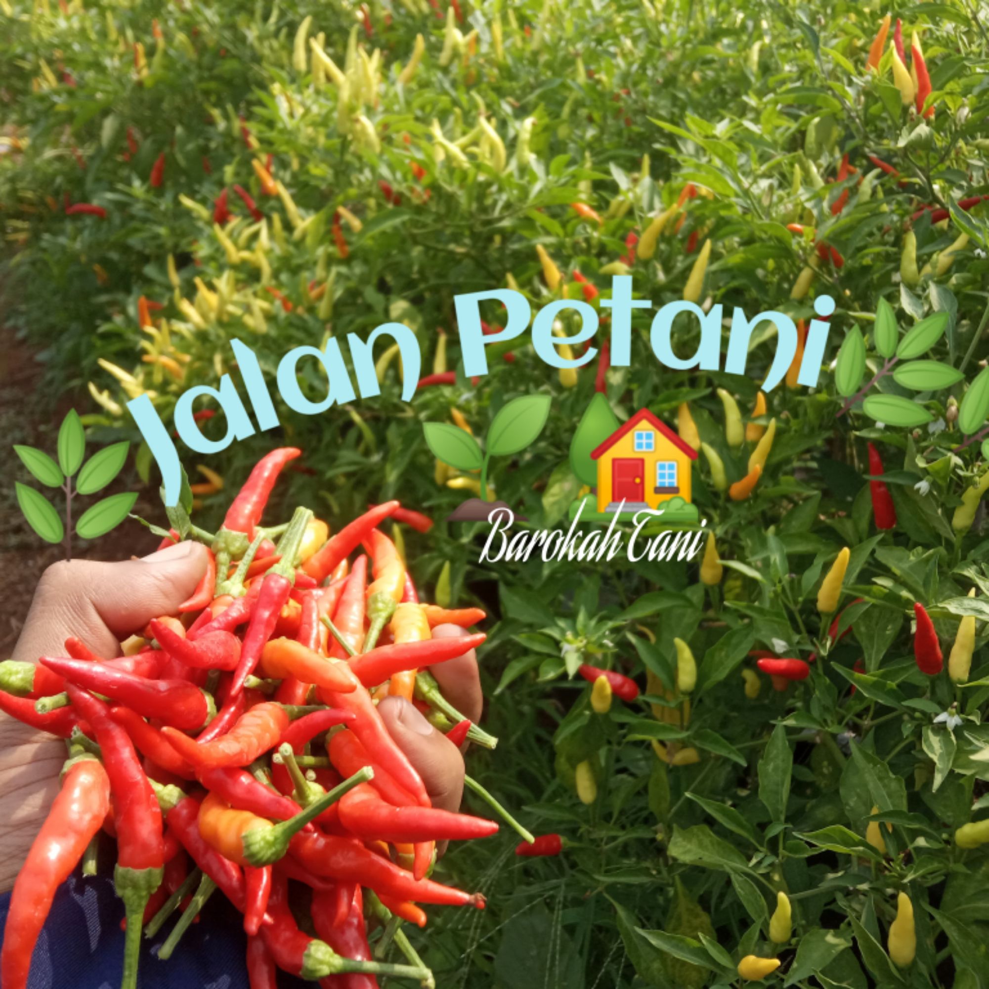 produk-jalan-petani-shopee-indonesia