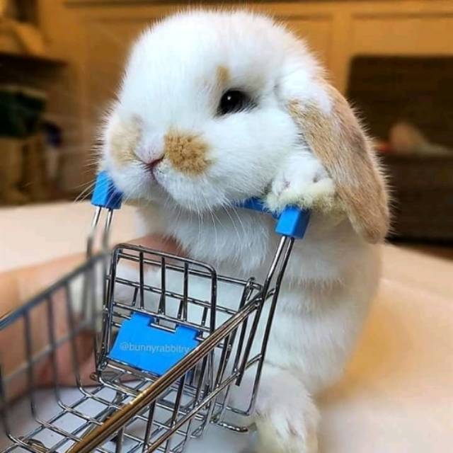 Produk Kids Bunny Rabbit Shop | Shopee Indonesia