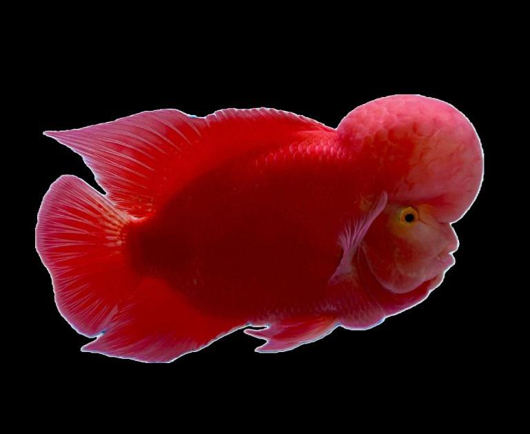 Produk Double fish | Shopee Indonesia