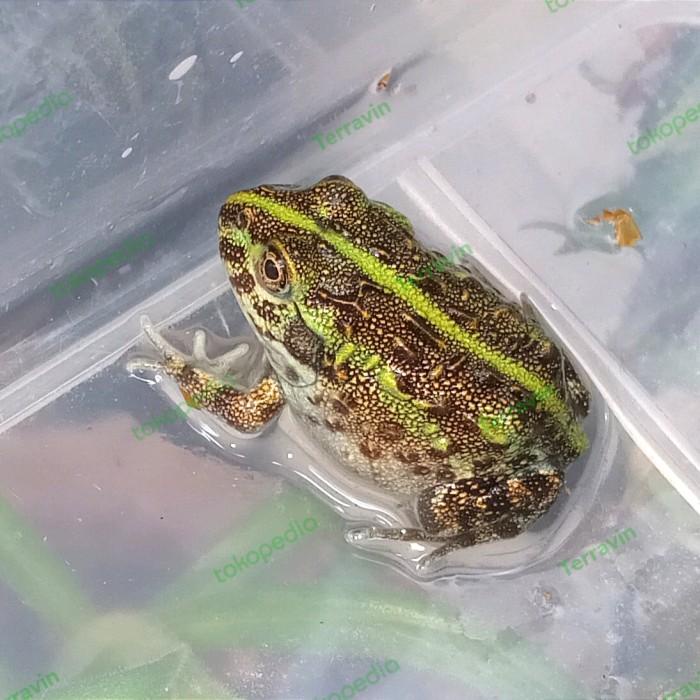 Baby Pixie Frog